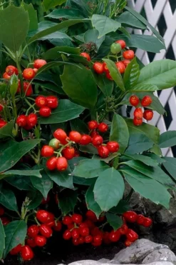 Rozannie Dwarf Aucuba (Japanese Laurel) - 3 Gallon Pot