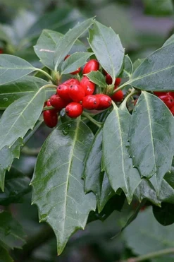 Rozannie Dwarf Aucuba (Japanese Laurel) - 3 Gallon Pot -Cheap Green Garden Store aucuba japonica rozannie japanese laurel 6