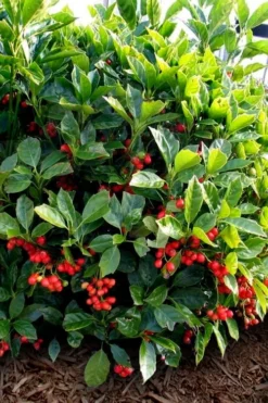 Rozannie Dwarf Aucuba (Japanese Laurel) - 3 Gallon Pot -Cheap Green Garden Store aucuba japonica rozannie japanese laurel 8