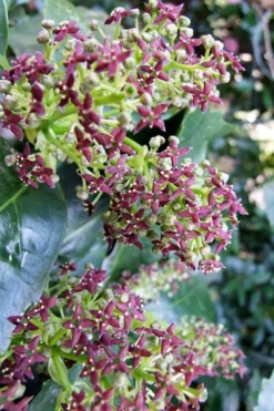 Rozannie Dwarf Aucuba (Japanese Laurel) - 3 Gallon Pot -Cheap Green Garden Store aucuba japonica rozannie japanese laurel 9