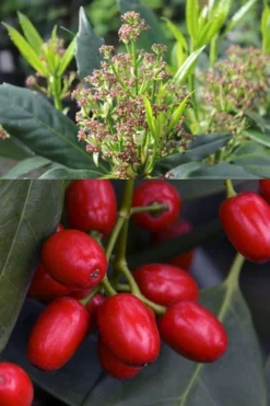 Sawtoothed Aucuba Serratifolia - 1 Gallon Pot -Cheap Green Garden Store aucuba japonica serratifolia sawtoothed japanese laurel 21 1