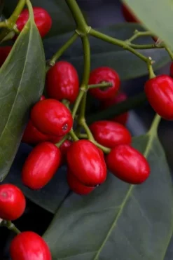 Sawtoothed Aucuba Serratifolia - 6 Pack Of 1 Gallon Pots -Cheap Green Garden Store aucuba japonica serratifolia sawtoothed japanese laurel 23