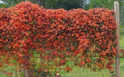 Tangerine Beauty Crossvine Bignonia - 3 Gallon Pot -Cheap Green Garden Store bignonia capreolata tangerine beauty crossvine 101