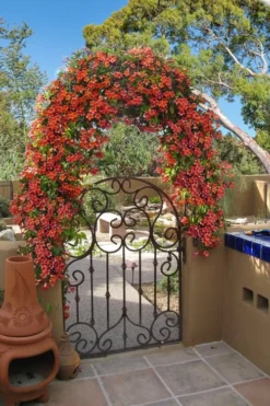 Tangerine Beauty Crossvine Bignonia - 3 Gallon Pot -Cheap Green Garden Store bignonia capreolata tangerine beauty crossvine 110