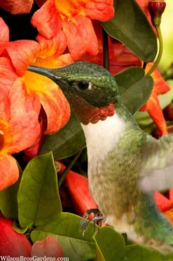 Tangerine Beauty Crossvine Bignonia - 3 Gallon Pot -Cheap Green Garden Store bignonia capreolata tangerine beauty crossvine 111