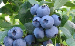 Alapaha Rabbiteye Blueberry - 3 Gallon Pot 7 Alapaha Rabbiteye Blueberry - 3 Gallon Pot -Cheap Green Garden Store blueberry alapaha