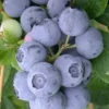 Northern Highbush Blueberry (Vaccinum Corymbosum) - 3 Gallon Pot
