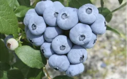 Northern Highbush Blueberry (Vaccinum Corymbosum) - 1 Gallon Pot -Cheap Green Garden Store blueberry northern20highbush 3 800x500 2