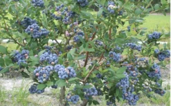Northern Highbush Blueberry (Vaccinum Corymbosum) - 3 Gallon Pot -Cheap Green Garden Store blueberry northern20highbush 800x500 3
