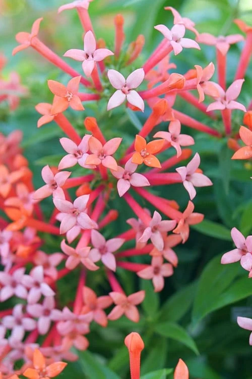 Estrellita Little Star Firecracker Bush (Bouvardia) - 3 Pack Of Quart Pots 4 Estrellita Little Star Firecracker Bush (Bouvardia) - 3 Pack Of Quart Pots - Image 4