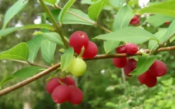 Fragrant Winter Honeysuckle Bush (Lonicera Fragrantissima) - 1 Gallon Pot -Cheap Green Garden Store bush fragrant honeysuckle 3 800x500 1