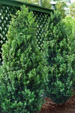 Green Tower Boxwood - 2 Gallon Pot