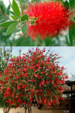 Red Cluster Bottlebrush Tree - 7 Gallon Pot -Cheap Green Garden Store callistemon red cluster bottlebrush 102