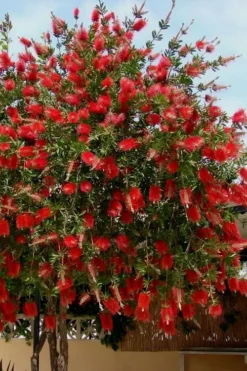 Red Cluster Bottlebrush Tree - 7 Gallon Pot