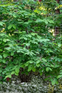 Simply Scentsational Sweetshrub (Calycanthus ) - 2 Gallon Pot -Cheap Green Garden Store calycanthus simply scentsational sweet shrub 14