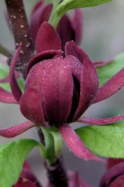 Simply Scentsational Sweetshrub (Calycanthus ) - 2 Gallon Pot -Cheap Green Garden Store calycanthus simply scentsational sweet shrub 7