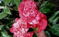 Laura Walker Camellia Japonica - 3 Gallon Pot 9 Laura Walker Camellia Japonica - 3 Gallon Pot -Cheap Green Garden Store camellia laura walker 10
