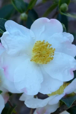 Sweet October Fragrant Camellia - 3 Gallon Pot -Cheap Green Garden Store camellia sasanqua sweet october 2