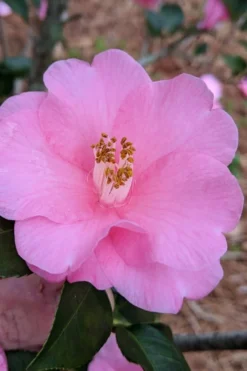 Spring Awakening Fragrant Camellia Hybrid - 3 Gallon Pot -Cheap Green Garden Store camellia spring awakening 21