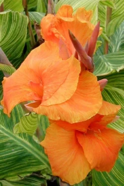 Bengal Tiger Canna Lily - 1 Gallon Pot -Cheap Green Garden Store canna pretoria bengal tiger 1