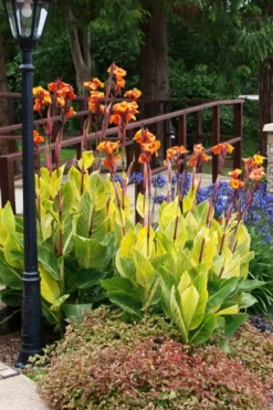 Bengal Tiger Canna Lily - 1 Gallon Pot -Cheap Green Garden Store canna pretoria bengal tiger 12