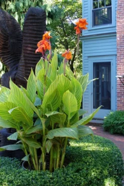 Bengal Tiger Canna Lily - 1 Gallon Pot -Cheap Green Garden Store canna pretoria bengal tiger 2