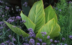 Bengal Tiger Canna Lily - 1 Gallon Pot -Cheap Green Garden Store canna pretoria bengal tiger 3