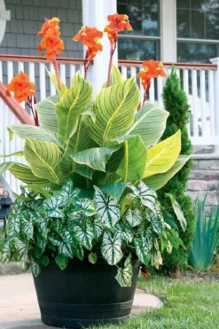 Bengal Tiger Canna Lily - 1 Gallon Pot -Cheap Green Garden Store canna pretoria bengal tiger 4