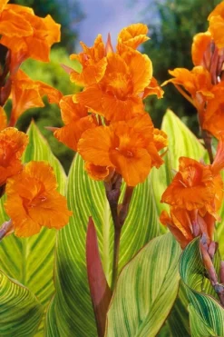 Bengal Tiger Canna Lily - 1 Gallon Pot -Cheap Green Garden Store canna pretoria bengal tiger 8