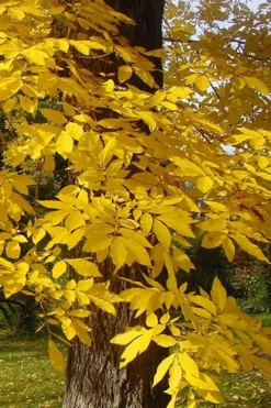 Hardy Pecan Tree (Carya Illinoinensis) - 6 Pack Of 1 Gallon Pots 14 Hardy Pecan Tree (Carya Illinoinensis) - 6 Pack Of 1 Gallon Pots -Cheap Green Garden Store carya illinionensis hardy pecan fall leaf color 4