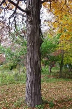 Shagbark Hickory Tree (Carya Ovata) - 3 Gallon Pot 15 Shagbark Hickory Tree (Carya Ovata) - 3 Gallon Pot -Cheap Green Garden Store carya ovata shagbark hickory tree 1