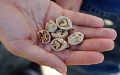 Shagbark Hickory Tree (Carya Ovata) - 3 Gallon Pot 13 Shagbark Hickory Tree (Carya Ovata) - 3 Gallon Pot -Cheap Green Garden Store carya ovata shagbark hickory tree nuts 4