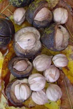 Shagbark Hickory Tree (Carya Ovata) - 3 Gallon Pot 16 Shagbark Hickory Tree (Carya Ovata) - 3 Gallon Pot -Cheap Green Garden Store carya ovata shagbark hickory tree nuts 5