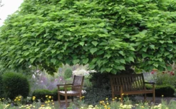 Southern Catalpa Tree - 3 Gallon Pot 14 Southern Catalpa Tree - 3 Gallon Pot -Cheap Green Garden Store catalpa bignonioides catawba tree 3