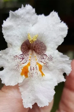 Southern Catalpa Tree - 3 Gallon Pot 12 Southern Catalpa Tree - 3 Gallon Pot -Cheap Green Garden Store catalpa bignonioides catawba tree 7