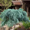 Feelin Blue Deodar Cedar (Single Trunk Tree Form) - 1 Gallon Pot