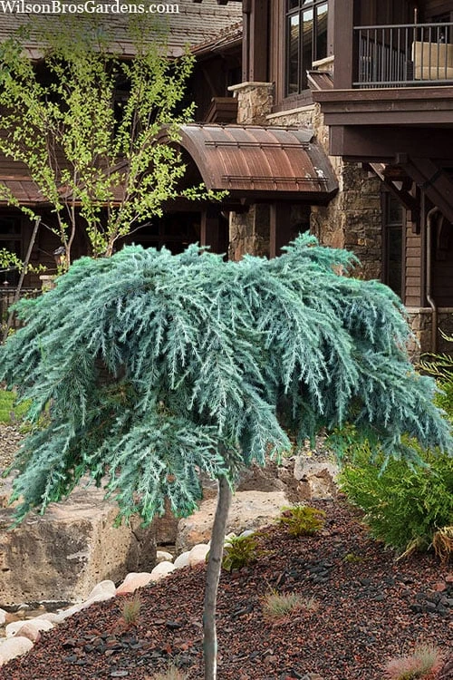 Feelin Blue Deodar Cedar (Single Trunk Tree Form) - 3 Gallon Pot 1 Feelin Blue Deodar Cedar (Single Trunk Tree Form) - 3 Gallon Pot