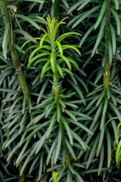 Upright Japanese Plum Yew - Cephalotaxus Harringtonia 'Fastigiata' - 6 Pack Of 1 Gallon Pots 9 Upright Japanese Plum Yew - Cephalotaxus Harringtonia 'Fastigiata' - 6 Pack Of 1 Gallon Pots -Cheap Green Garden Store cephalotaxus harringtonia fastigiata upright japanese plum yew 101