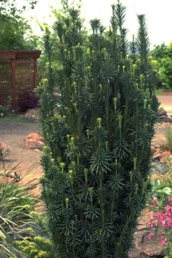 Upright Japanese Plum Yew - Cephalotaxus Harringtonia 'Fastigiata' - 1 Gallon Pot -Cheap Green Garden Store cephalotaxus harringtonia fastigiata upright japanese plum yew 102 1