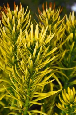 Korean Gold Plum Yew (Cephalotaxus) - 3 Gallon Pot -Cheap Green Garden Store cephalotaxus harringtonia korean gold japanese yew 13