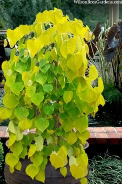 Golden Falls Weeping Redbud Tree - 5 Gallon Pot (4-5')