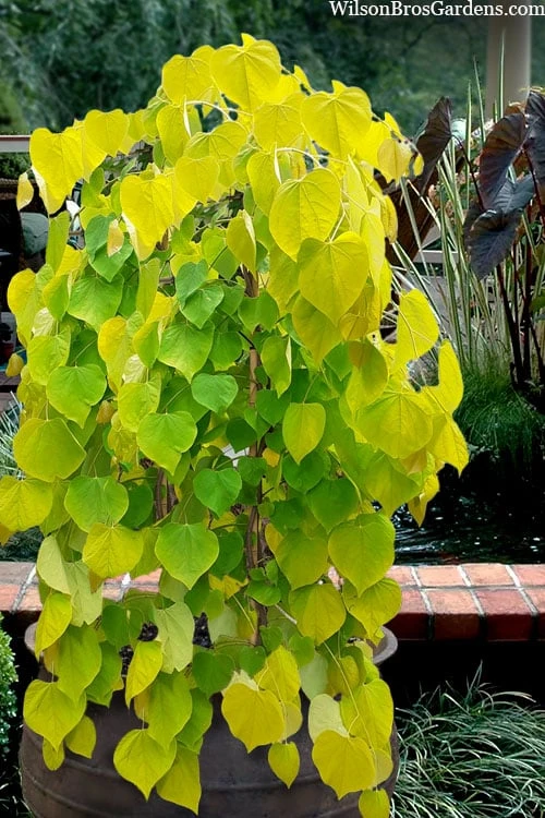 Golden Falls Weeping Redbud Tree - 3 Gallon Pot (1-2') 1 Golden Falls Weeping Redbud Tree - 3 Gallon Pot (1-2')
