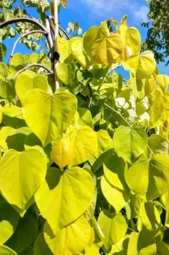 Golden Falls Weeping Redbud Tree - 3 Gallon Pot (1-2') 10 Golden Falls Weeping Redbud Tree - 3 Gallon Pot (1-2') -Cheap Green Garden Store cercis canadensis golden falls weeping redbud 5