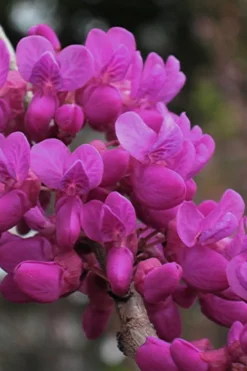 Oklahoma Redbud Tree - 5 Gallon Pot -Cheap Green Garden Store cercis canadensis oklahoma redbud tree 1