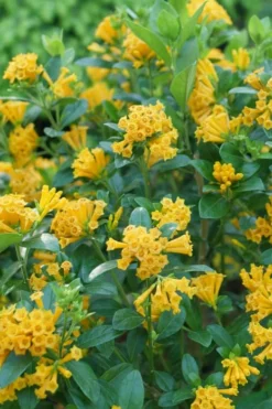 Juiced Orange Jessamine (Cestrum Corymbosum) - 1 Gallon Pot -Cheap Green Garden Store cestrum juiced orange jessamine 1