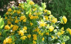 Juiced Orange Jessamine (Cestrum Corymbosum) - 3 Pack Of Quart Pots -Cheap Green Garden Store cestrum juiced orange jessamine 3 1