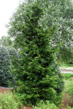 Slender Hinoki Cypress - 3 Gallon Pot (1.5-2') 7 Slender Hinoki Cypress - 3 Gallon Pot (1.5-2') -Cheap Green Garden Store chamaecyparis obtusa gracilis slender hinoki cypress 101