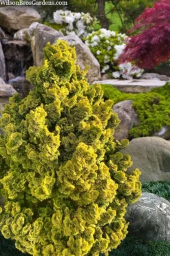 Golden Dwarf Hinoki Cypress - Chamaecyparis Obtusa 'Nana Lutea' - 3 Gallon Pot -Cheap Green Garden Store chamaecyparis obtusa nana lutea 100 1