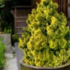 Golden Dwarf Hinoki Cypress - Chamaecyparis Obtusa 'Nana Lutea' - 3 Gallon Pot