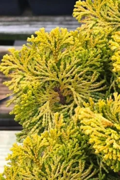 Golden Dwarf Hinoki Cypress - Chamaecyparis Obtusa 'Nana Lutea' - 3 Gallon Pot -Cheap Green Garden Store chamaecyparis obtusa nana lutea 103 1